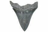 Serrated, Fossil Megalodon Tooth - South Carolina #288180-1